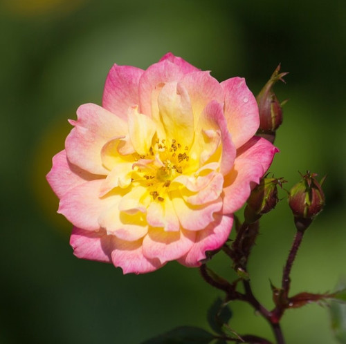 yellow rose flower garden 1373 24.jpg
