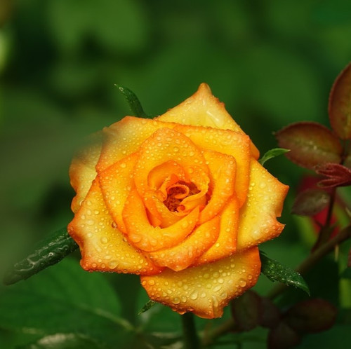 yellow flower with orange edges 1259 36.jpg
