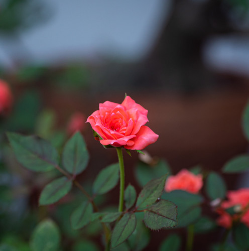 close up Small rose named Damask rose, color old rose, showing petals and layers of flowers, natural.jpg