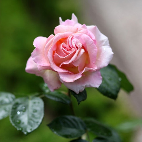 selective focus shot pink rose blossom 181624 32578.jpg
