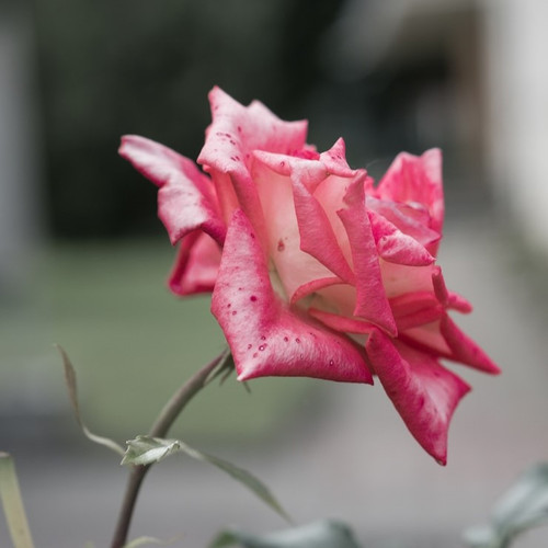 selective focus garden rose sunlight 181624 18608.jpg