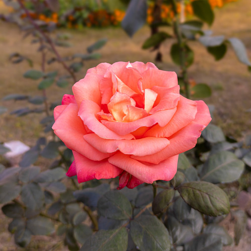 vecteezy close up of a beautiful orange rose flower with green leaves 2737995.jpg