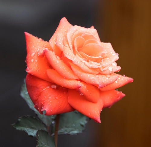 rose 7698947 1920.jpg