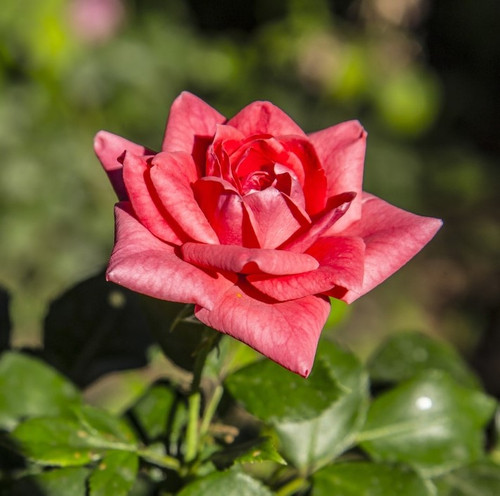 selective focus shot beautiful pink rose garden 181624 39310.jpg