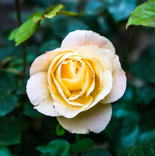 vertical closeup shot beautiful yellow rose blooming garden 181624 30333.jpg
