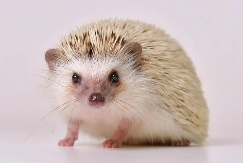 微信图片 20250508155715.png