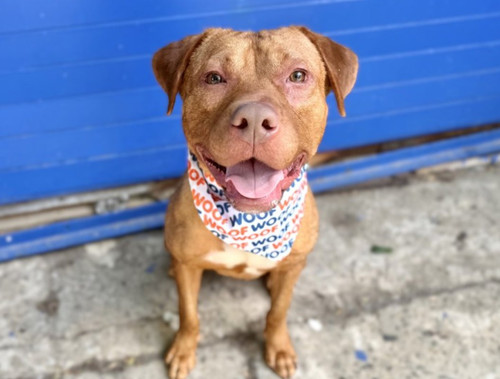 Gpk6Wq bcAAFQZ ?format=jpg.jpg