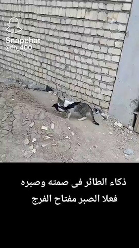 Ex5eejzkgistW od.jpg