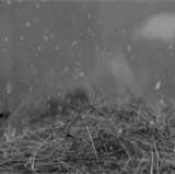 4408585 original (1).gif