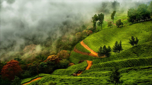 Beautiful Munnar Places To Visit in Kerala.jpg