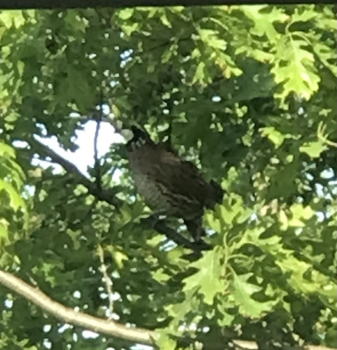 E5653B52 50C9 4944 A6A7 1EB85A760450