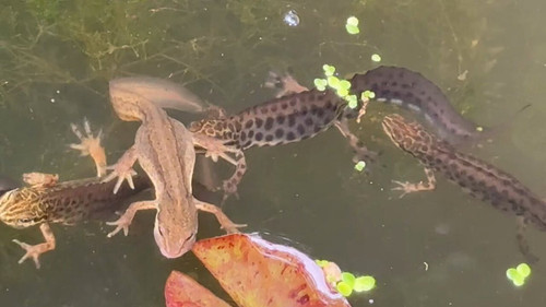 bp kBhTzBF 8EcaK.jpg