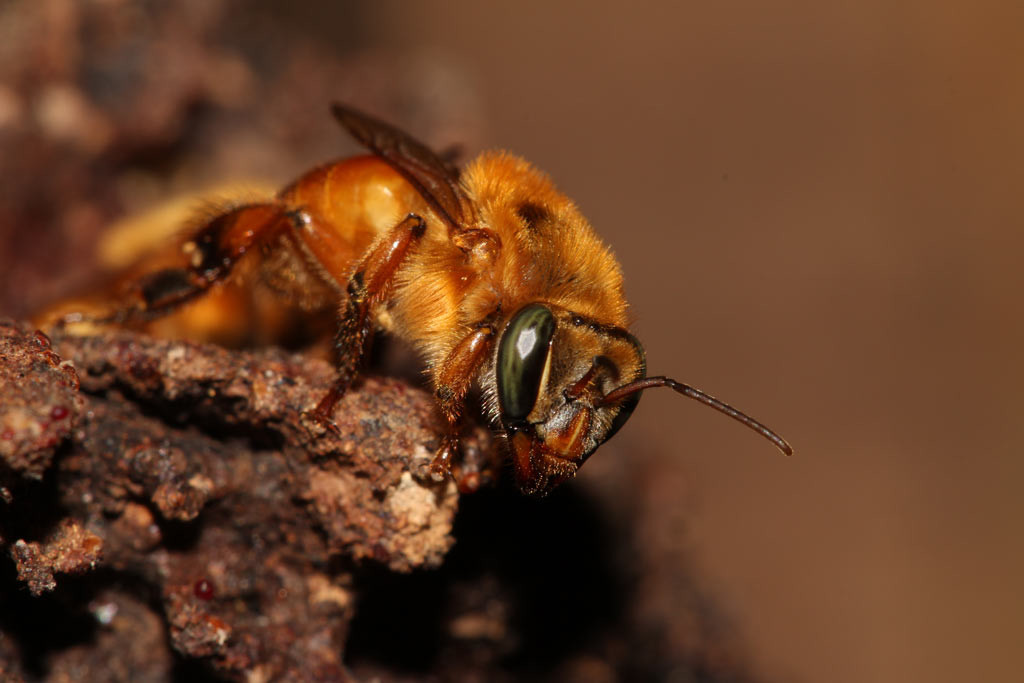 Abelha Uruçu Amarela