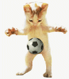 kedi hareketli resim 0056.gif