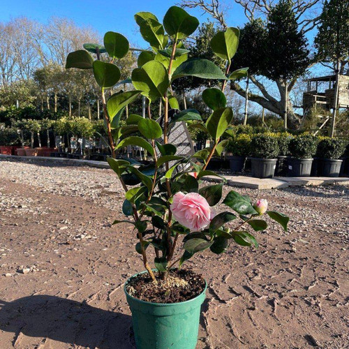 pink camellia 60 80cm 5l 243336.jpg
