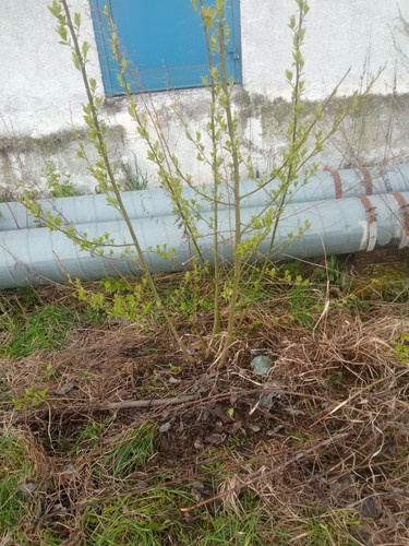 IMG 20250508 150836.jpg