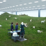 goat farm