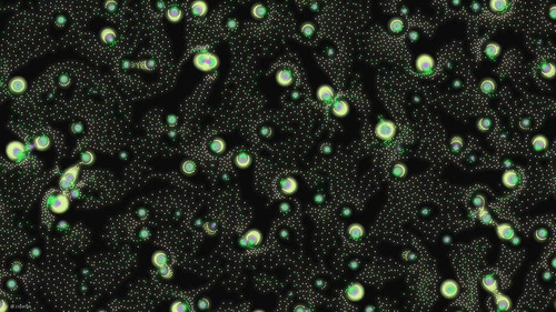 wwv o OtWJap5vua.jpg