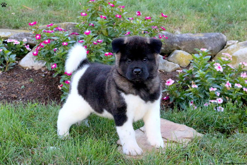 Akita puppy 3.jpg