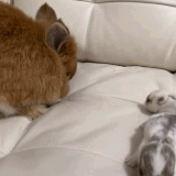 img 1746715485518008yTiNRgy1i18ctuamhng30a00e0qvd.gif