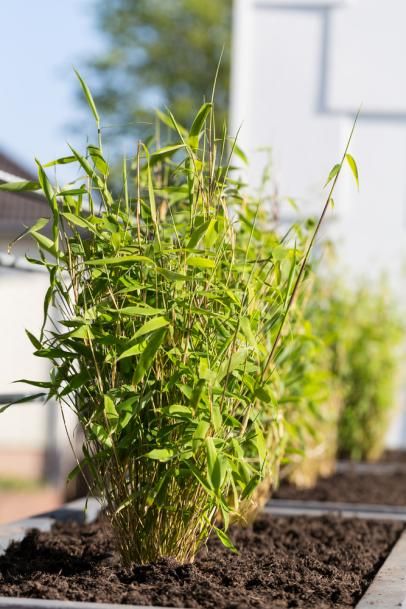 Bamboo Plant Get to Know It Before You Grow It.jpg
