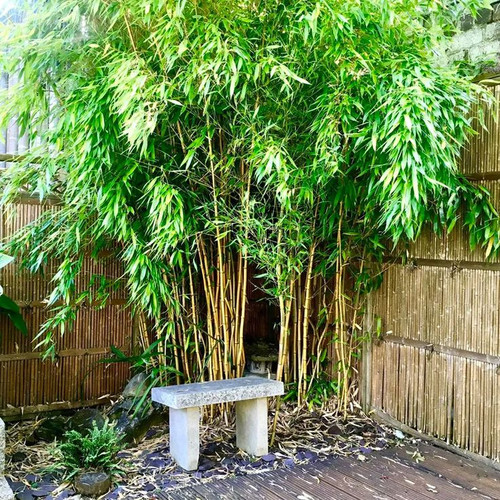 Plant FAQs Golden Bamboo Phyllostachys Aurea.jpg