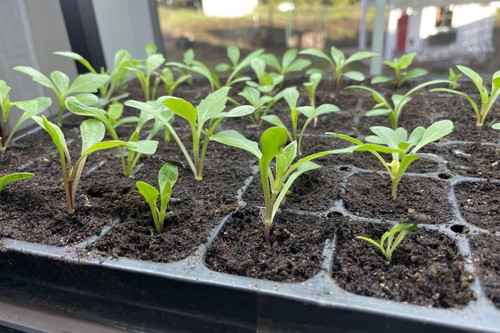 Dahlia seedlings growing under g.jpg