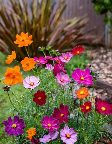 Create a Pollinator Paradise with These Perennial Wildflowers.jpg