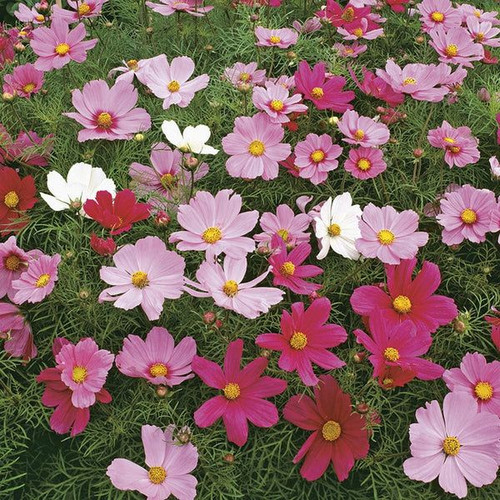 Cosmos Dwarf Sensation Mixed Seeds.jpg