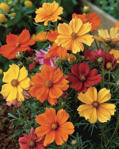 Bio Cosmos Blumensamen Cosmos Sulfureus Bright Lights Mixed Garten Einjährige Bunt.jpg
