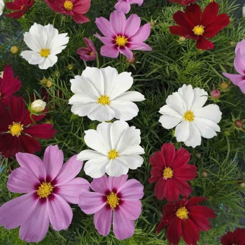 Cosmos Mixed Flower 500x500 0.jpg