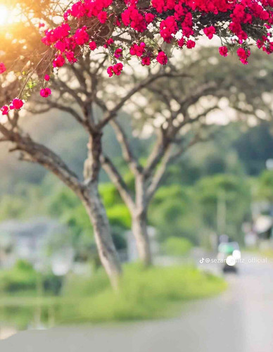 JPEG 20250508 115400 803148666263920440.jpg