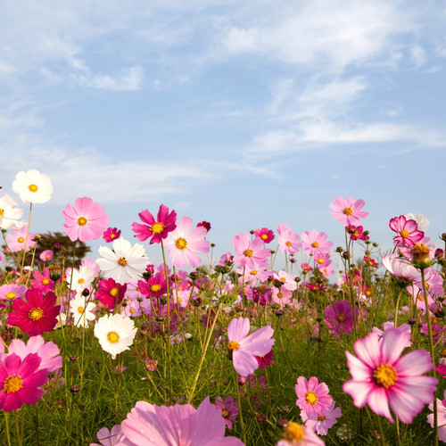 cosmea mixed pink cosmos flower.jpg