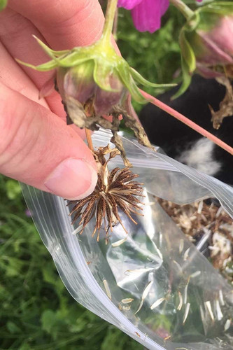 Collecting Cosmos Seeds.jpg