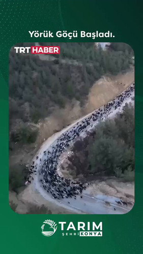 A DogQ984vA9bgmz.jpg