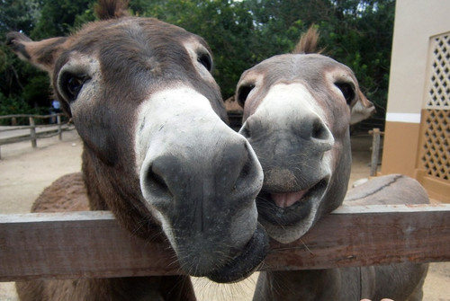 1200px Happy donkeys.jpg