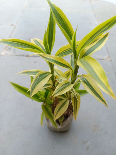  Golden Lucky Bamboo plant in pot from Plant SEED (3).jpg