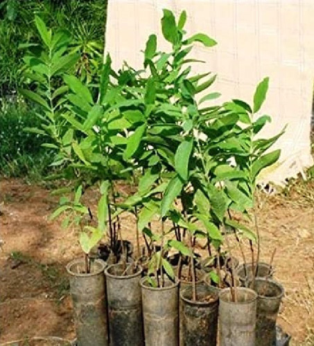 redf1bhf g Copy Copy.jpg