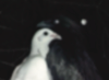 IMG 0242.png