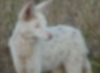 IMG 0244.png
