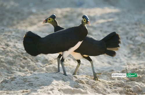 j 1sKGoCMfE47gfd1sQEIUh3pOyFQTd6w9OyauX6pDp85z8yYzxP37kce9ISPZ sRSyFa WF5QcFHJ1pgsj5fB0Qnh 9qa3LV9T1.jpg