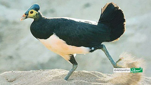 YMBbggTzZz9Q0gH5z8WmgFt762IrarGNmm e645K alyOQbwzKgL0BDUPN7lzPHVIJe5Il RC4HL5eXoedsPrvYcK2AS5mHqF0Z3.jpg