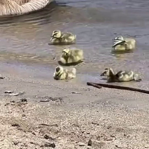 GGbvRkOsHn S5z1n.jpg