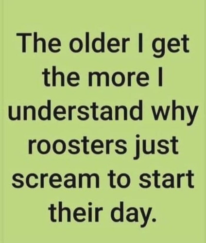 random memes funny 35