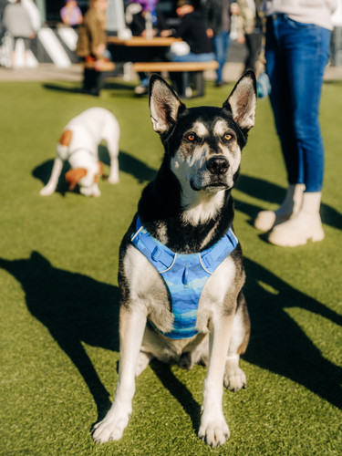 SkiptownDenver 3.22.25 07 (1).jpg