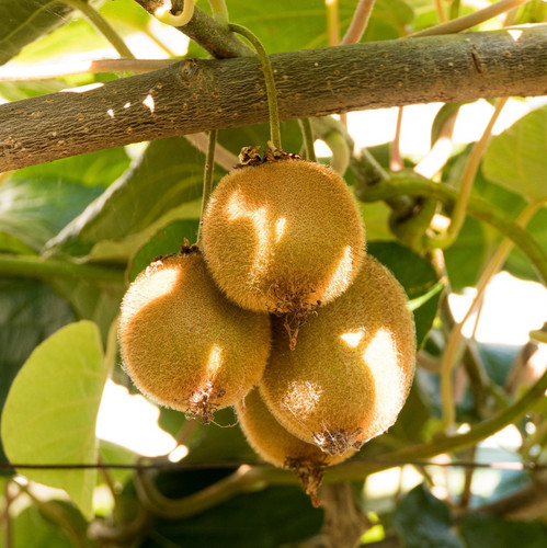 kiwi 6579961 1920.jpg