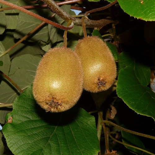 kiwi 3071 1920.jpg
