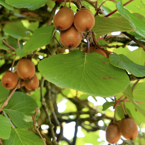 kiwi 1806819 1920.jpg