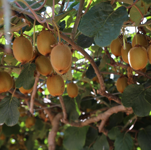 kiwi 6908441 1920.jpg