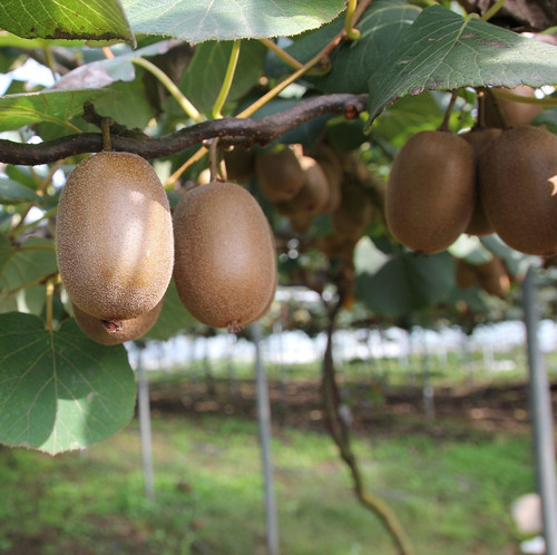 kiwi 1565847 1920.jpg